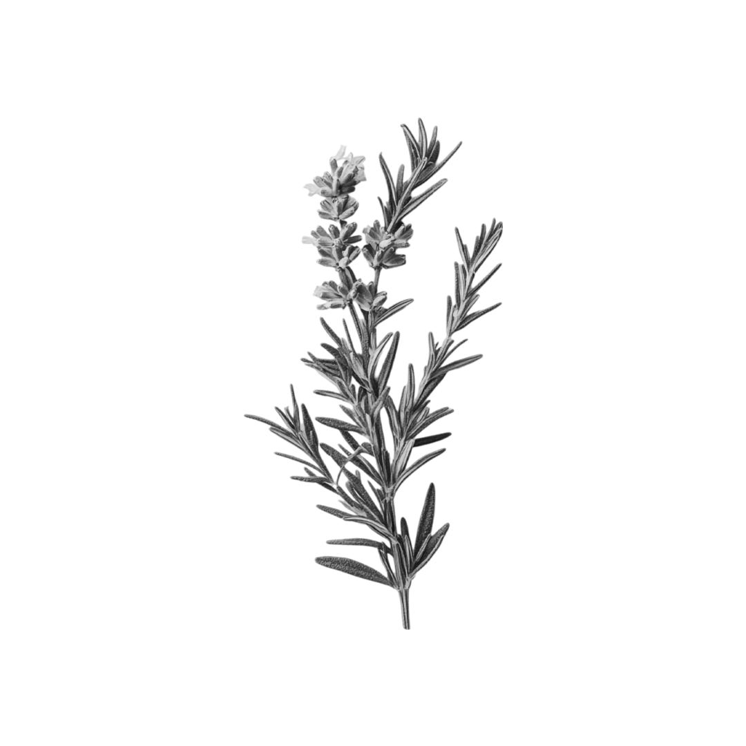 Rosemary Plant for Hair Growth