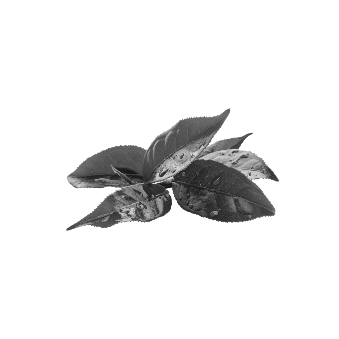 Tea Tree Oil Ingredient